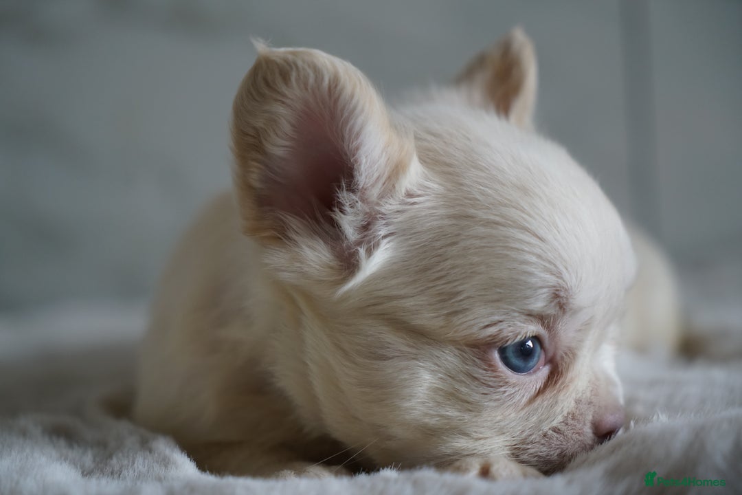 French Bulldog dogs for sale: Exceptional Fluffy French Bulldog Puppies - Image 12