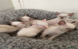 Siamese cats for sale: 🤩🐱Beautiful Siamese kittens for sale🐱⚡️ - Image 23