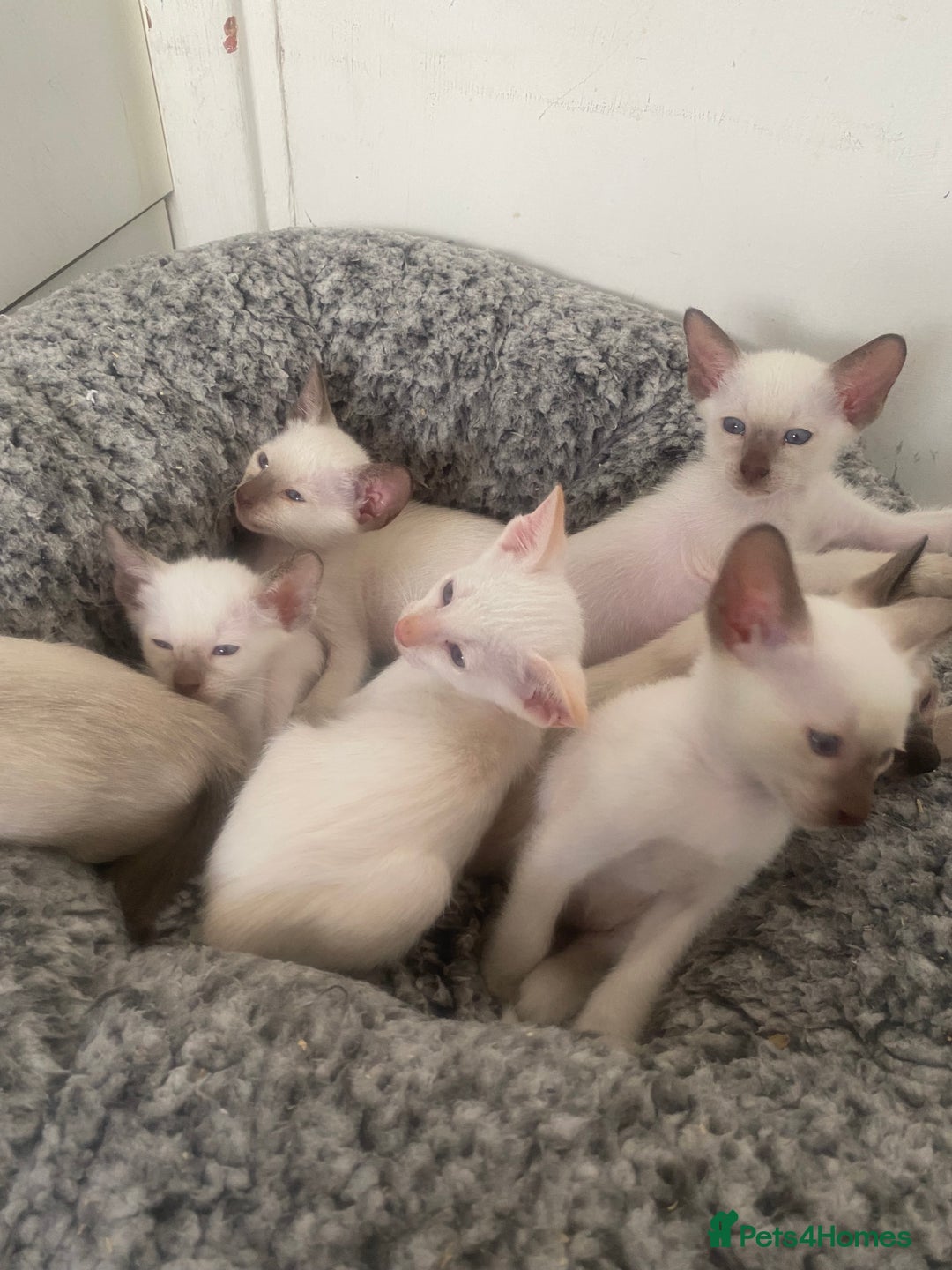Siamese cats for sale: 🤩🐱Beautiful Siamese kittens for sale🐱⚡️ - Image 23