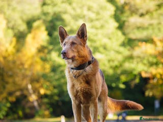 German Shepherd dogs KC Registered Working Line German Shepherd Puppies - Advert 16