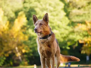 German Shepherd dogs KC Registered Working Line German Shepherd Puppies - Advert 2