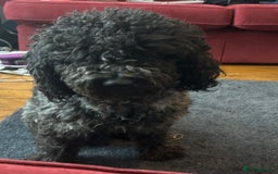 Cockapoo dogs for sale: Beautiful Cockapoo - Image 3