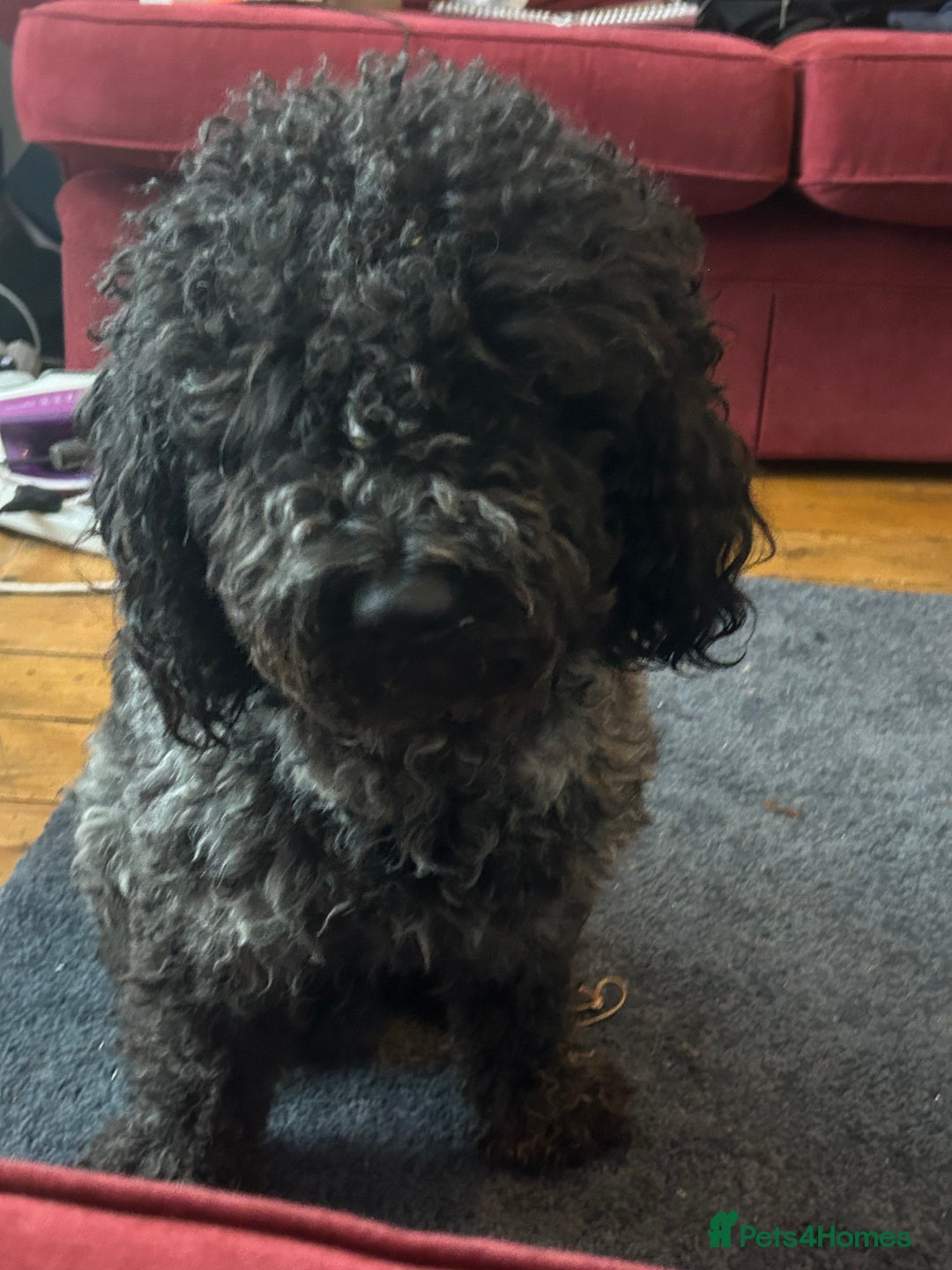 Cockapoo dogs for sale: Beautiful Cockapoo - Image 3