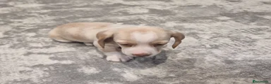 Dachshund 1