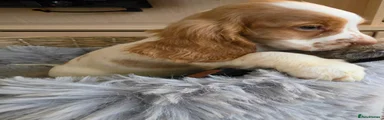 Lemon and White Roan Male