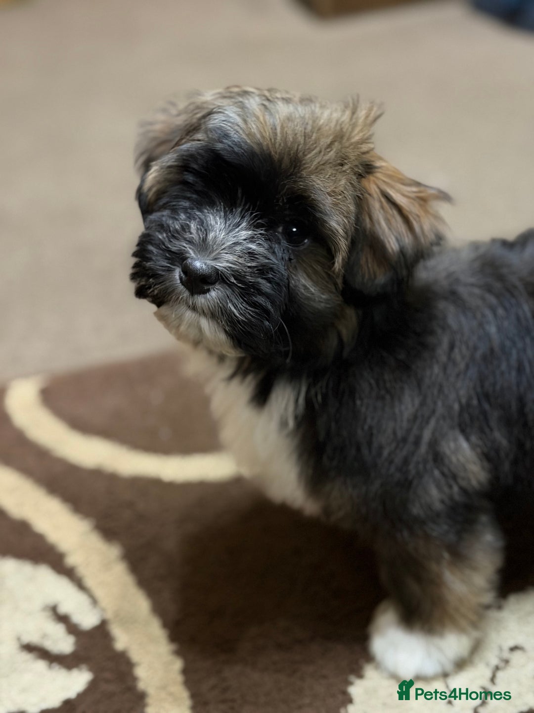 Havanese dogs for sale: ***Amazing Havanese Puppies *** - Advert 26