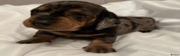 Dachshund dogs for sale: 8 weeks & READY TO LEAVE NOW - dachshund puppy  - Advert 24