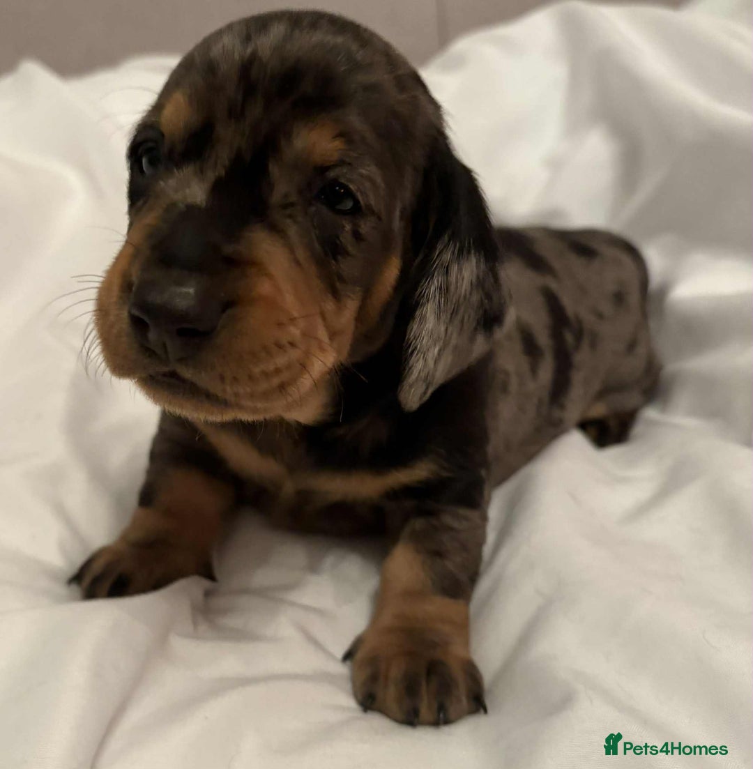 Dachshund dogs for sale: Standard Dachshund Puppies  - Image 17