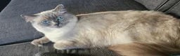 Ragdoll cats for sale: Blue Point Ragdoll Kittens Champion Bloodline - Advert 9