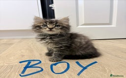 Mixed Breed cats for sale: Beautiful litter of kittens  - Image 5
