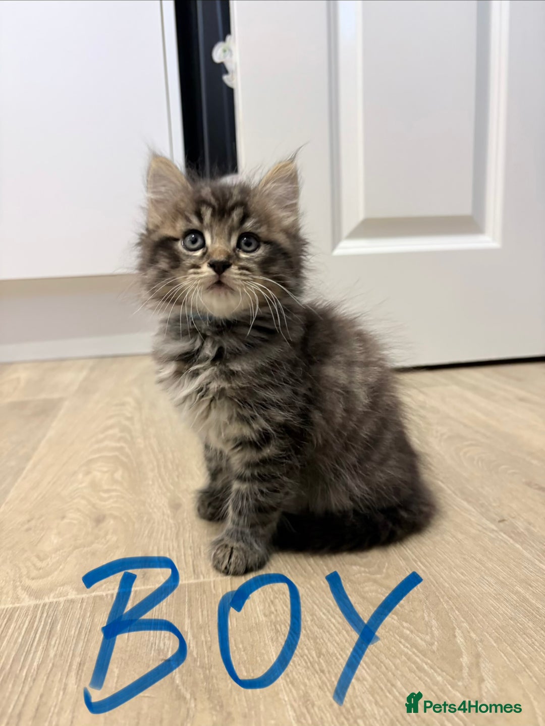 Mixed Breed cats for sale: Beautiful litter of kittens  - Image 5