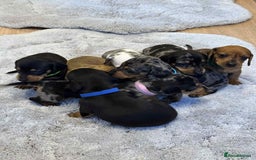 Dachshund dogs for sale: Adorable dachshund puppies ready for loving homes - Image 15