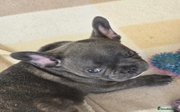 French Bulldog dogs for sale: One adorable female 🩷 French Bulldog Puppy  - Image 11