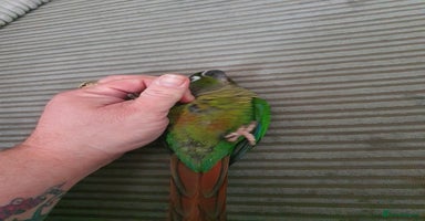 Conures birds - Advert 12