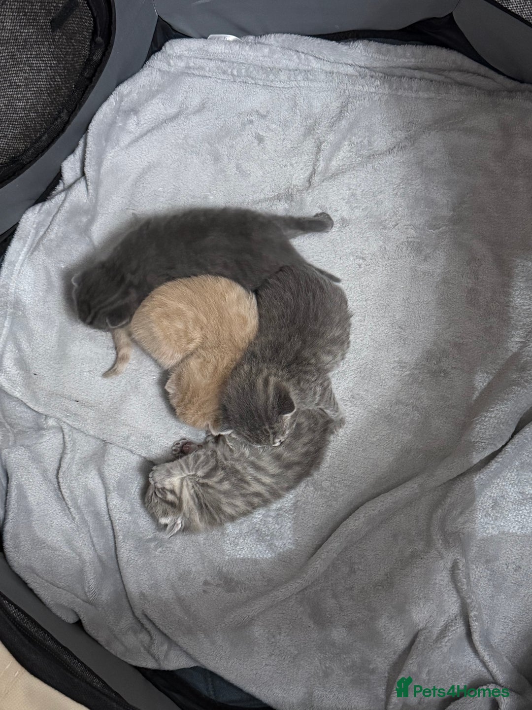 Ragdoll cats for sale: Ragdoll x main coon x British shorthair mix  - Image 37