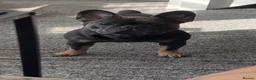 French Bulldog dogs for sale: French bulldog - Advert 4