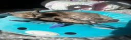 Scottish Fold cats for sale: ✨ Beautiful TICA babies Fold & Straight ✨  - Advert 21