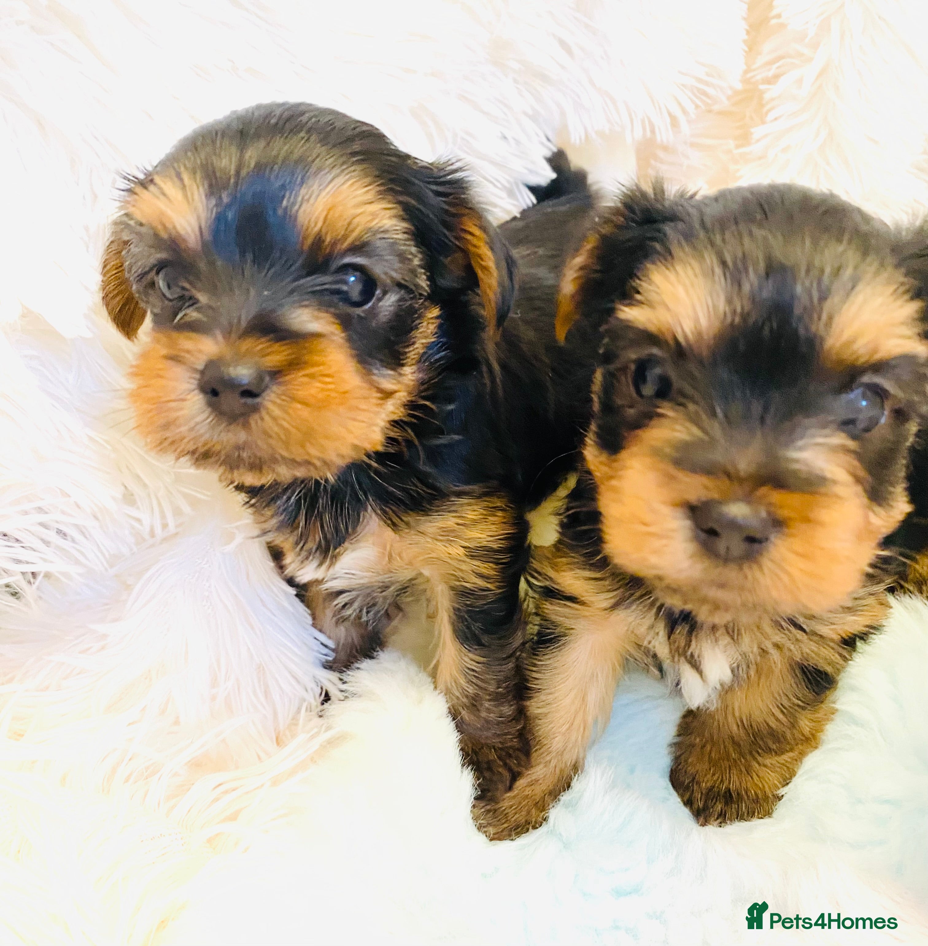 Yorkshire Terrier dogs KC Registered Yorkshire terrier puppy’s  - Advert 1