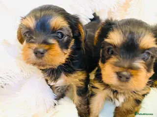 Yorkshire Terrier dogs KC Registered Yorkshire terrier puppy’s - Advert 1