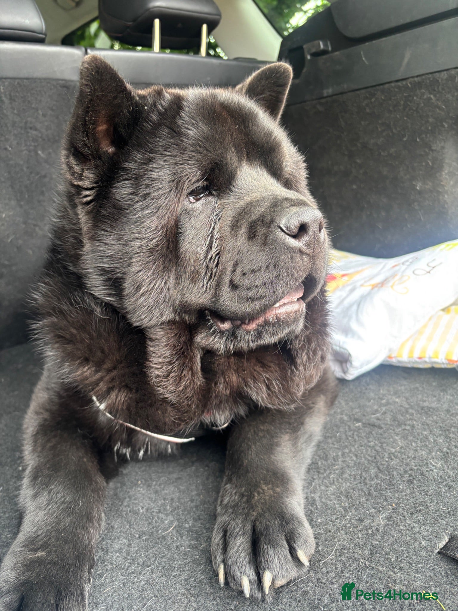 Chow Chow dogs 8 month old male smooth coat chow chow  - Advert 2