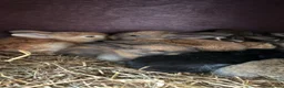 Continental Giant rabbits for sale: Giant continental x French lop - Advert 12