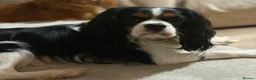 Cavalier King Charles Spaniel dogs for sale: Beautiful KC Registered Cavalier King Charles Pups - Advert 12