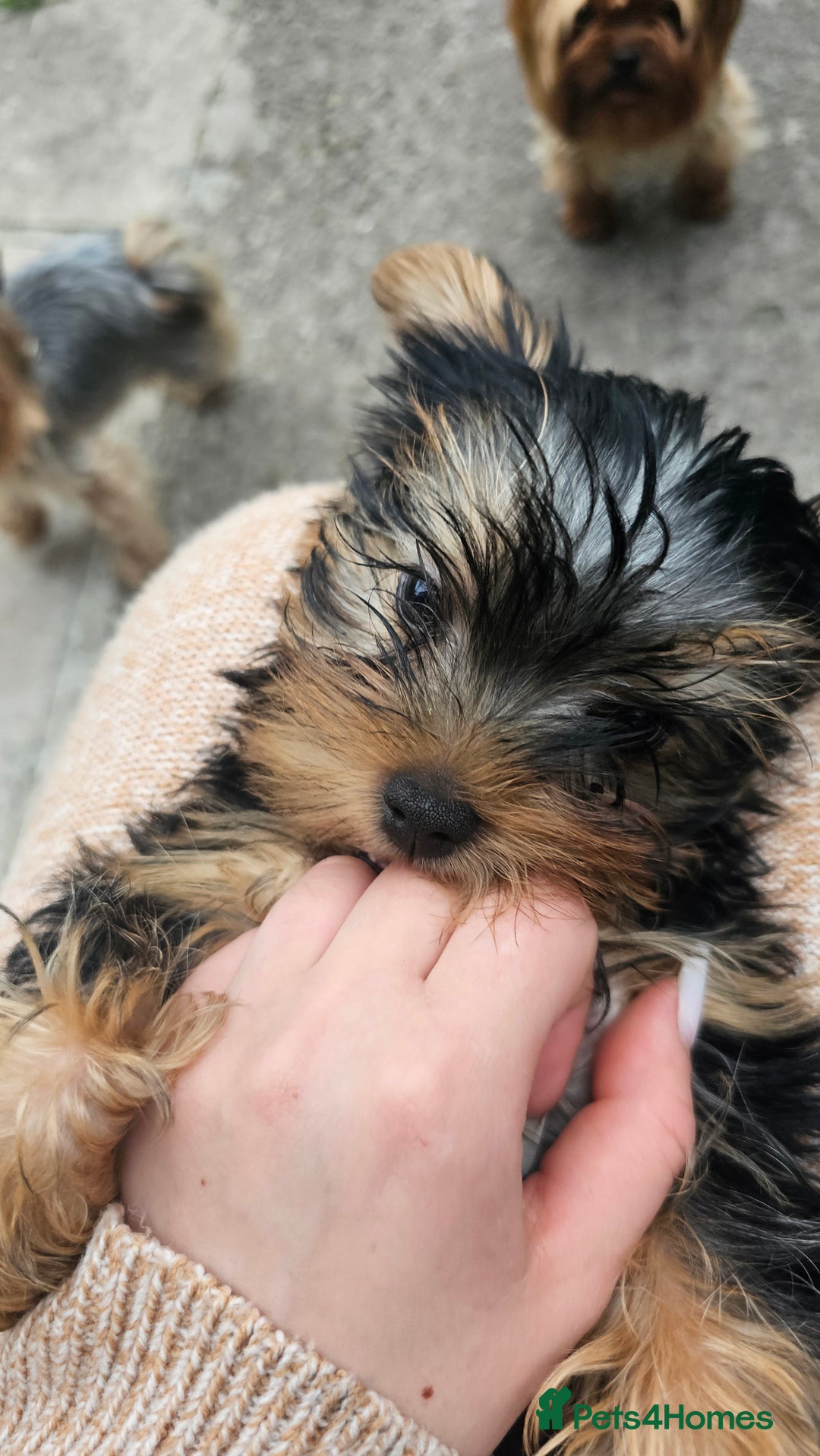 Yorkshire Terrier dogs for sale: 1 Male , Miniature Yorkshire  in Manchester - Image 30