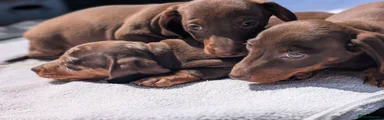 Miniature Dachshund 2