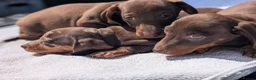 Miniature Dachshund dogs for sale: 🐾 Beautiful Miniature Dachshund Puppies 🐾 - Advert 14