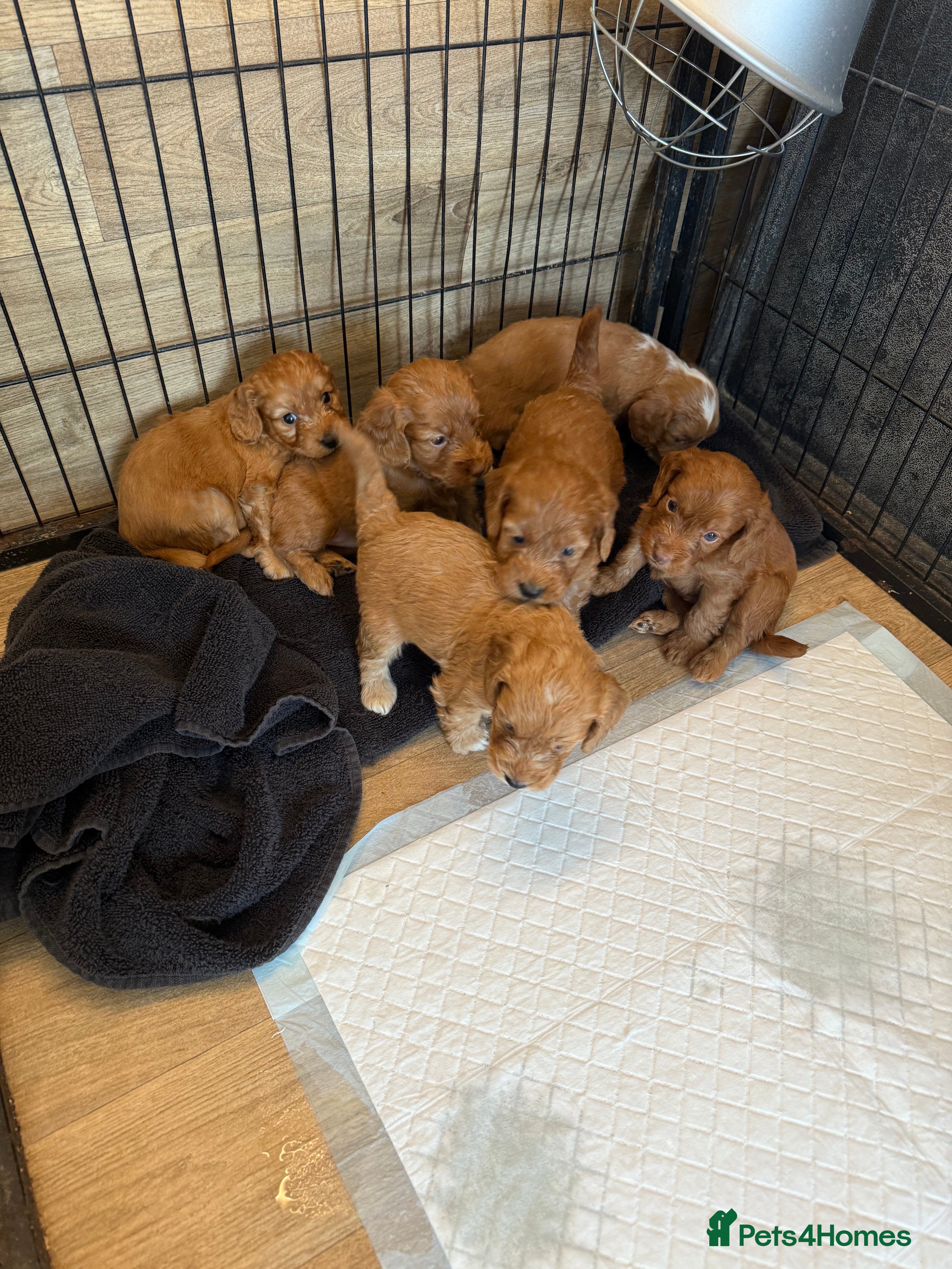 Cockapoo dogs F1 stunning cockerpoo puppies - Advert 18