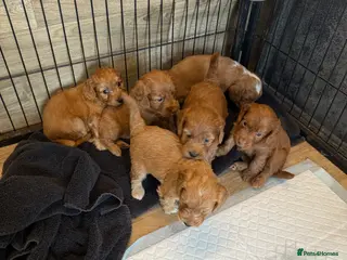 Cockapoo dogs F1 stunning cockerpoo puppies - Advert 18