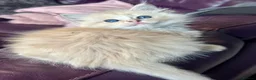 Ragdoll cats for sale: TICA Reg Rare Cherubim Ragdolls - Advert 18