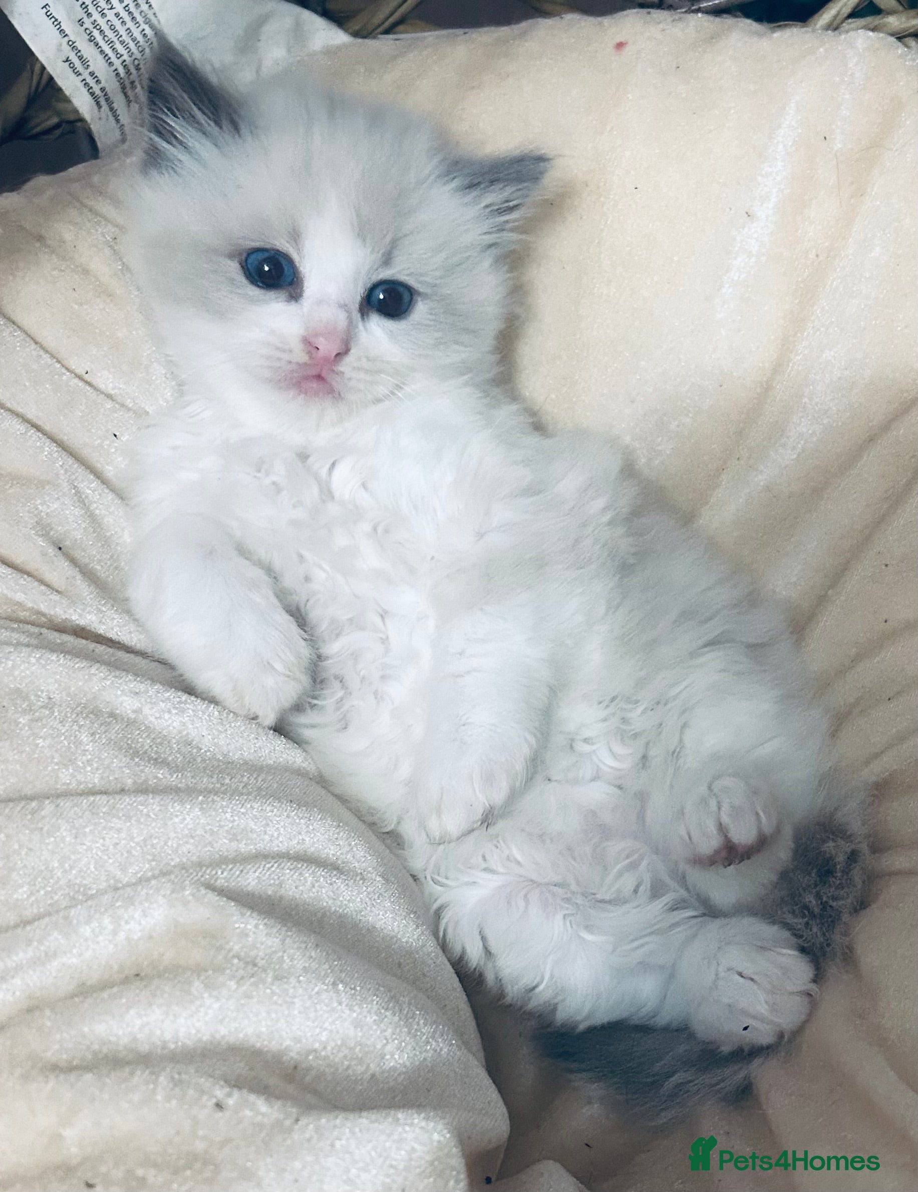 Ragdoll cats Cute little Ragdoll kittens for sale 💕🐱🐱 - Advert 15