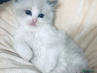 Ragdoll cats Cute little Ragdoll kittens for sale 💕🐱🐱 - Advert 13