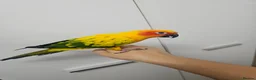 Conures birds for sale: Sun conure - Advert 2