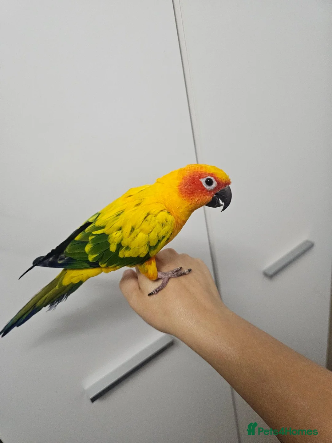 Conures birds for sale: Sun conure - Advert 2