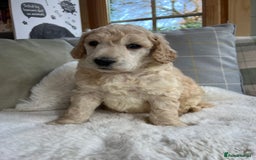 Standard Poodle dogs for sale: KC reg standard poodles  - Image 11