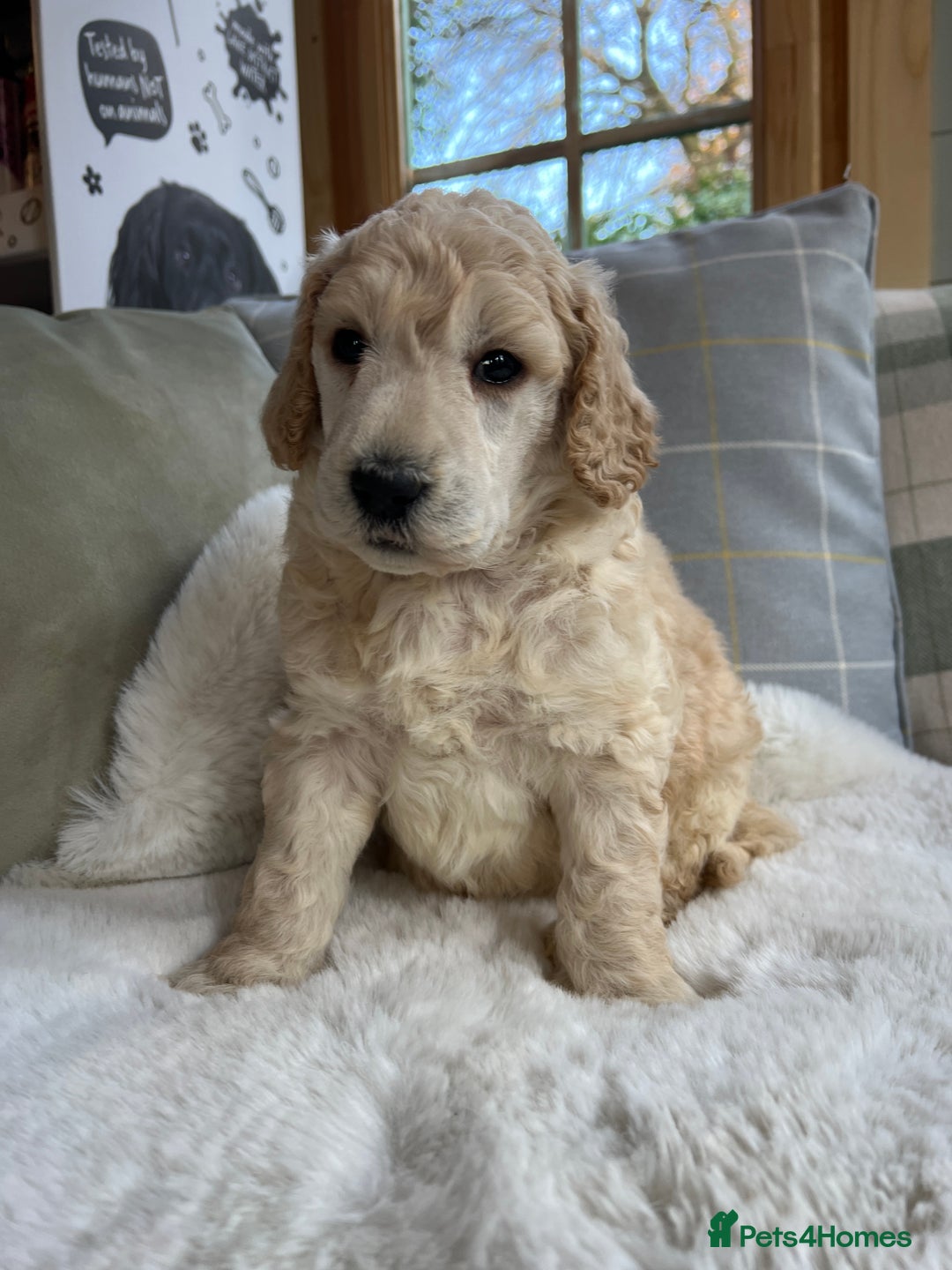 Standard Poodle dogs for sale: KC reg standard poodles  - Image 11