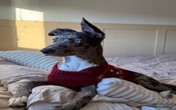 Lurcher dogs for stud: Collie x Whippet Stud  - Image 9