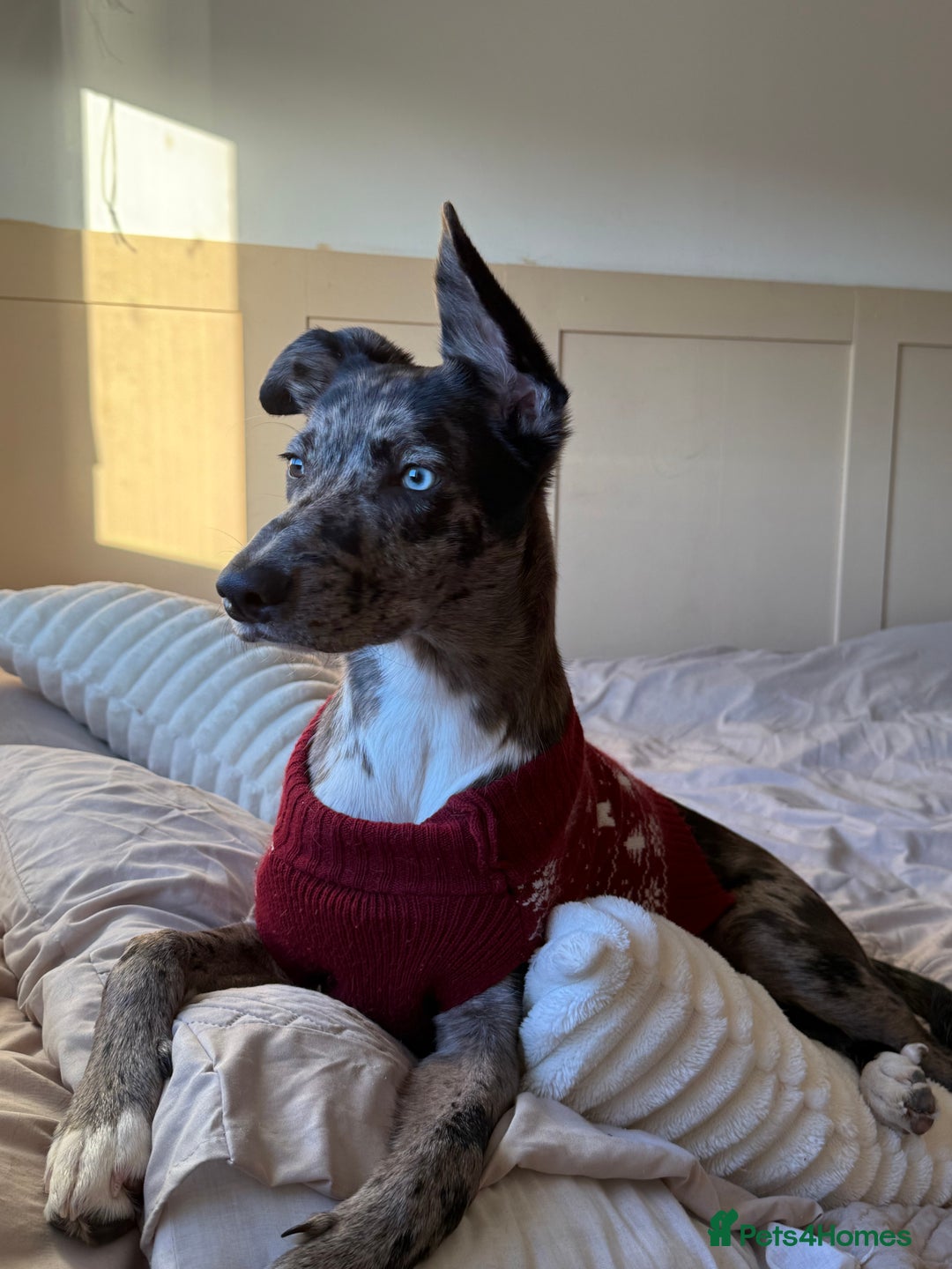 Lurcher dogs for stud: Collie x Whippet Stud  - Image 9