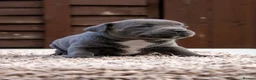 Staffordshire Bull Terrier dogs for sale: Amazing Staffordshire bull terrier litter!  in Welwyn Garden City - Advert 27