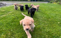 Labrador Retriever dogs for sale: Labrador Puppies  - Image 2