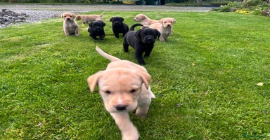 Labrador Retriever dogs - Advert 11