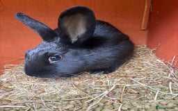Mixed Breed rabbits for sale: 3 gorgeous rex cross-sold pending collection  - Image 3