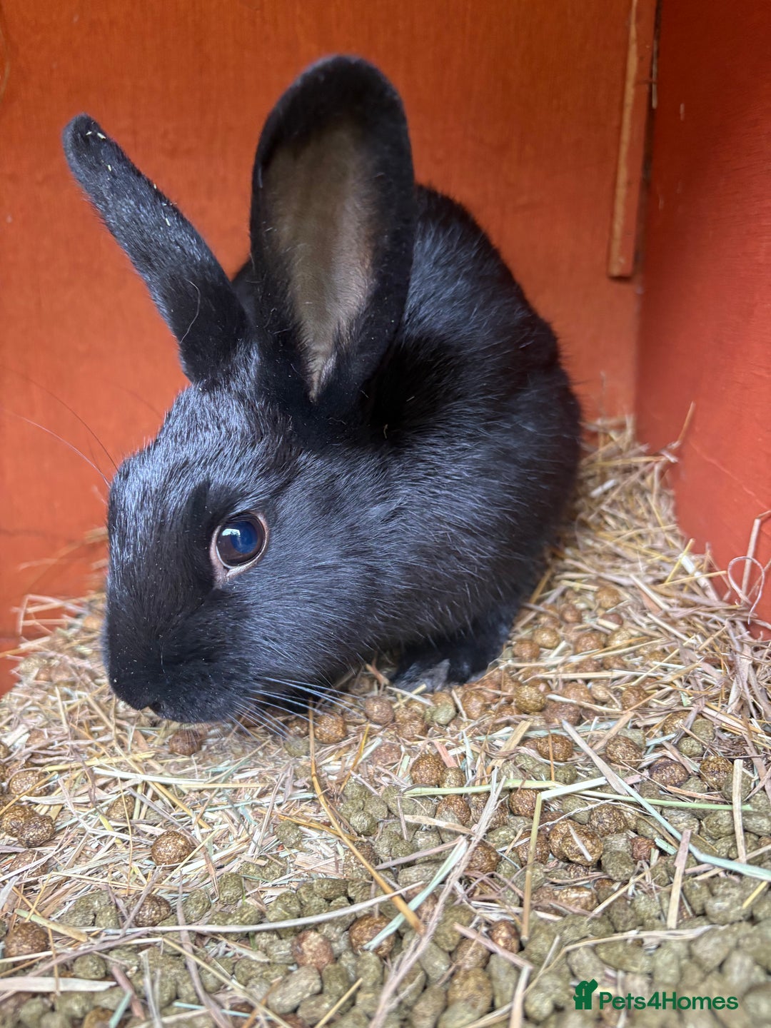 Mixed Breed rabbits for sale: 3 gorgeous rex cross-sold pending collection  - Image 3