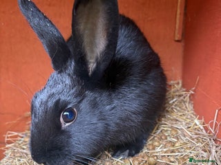 Mixed Breed rabbits - Advert 9