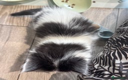 Mixed Breed cats for sale: Kittens  - Image 17