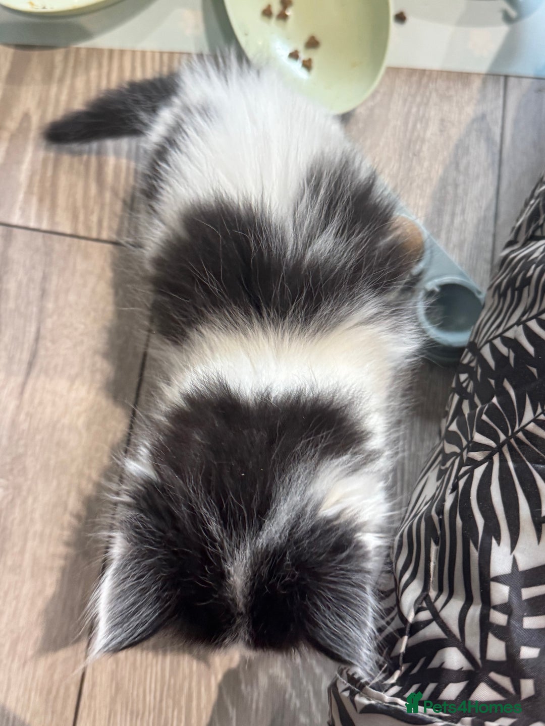 Mixed Breed cats for sale: Kittens  - Image 17