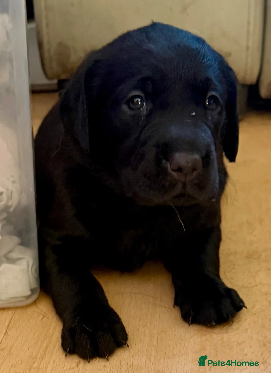 Labrador Retriever dogs for sale: Beautiful litter - Advert 15