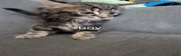 Mixed Breed cats for sale: 3 boys 2 girls - Advert 2